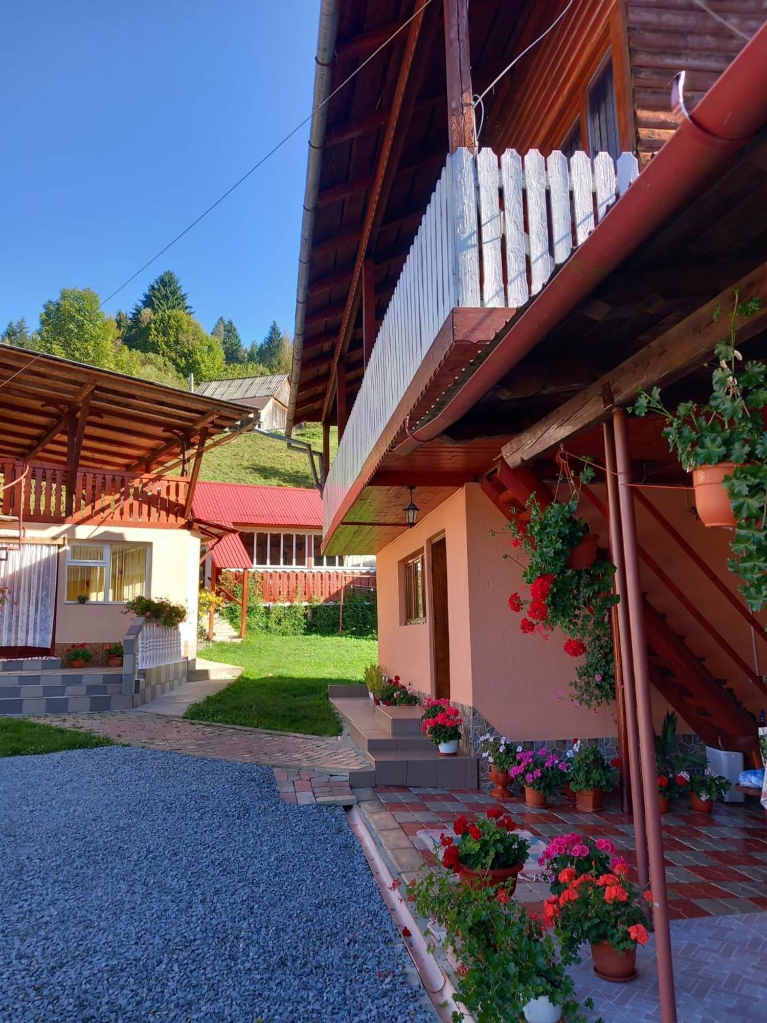 Pensiunea Daiana Albac Exterior foto